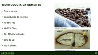 13
• Oval e escura;
• Constituição do interior;
• 16-26% PB;
• 14-25% Óleo;
• 24- 31% Carboidrato;
• 20% de EE;
• 12,5% Línter...
MORFOLOGIA DA SEMENTE
Fonte: Movimento agro, acesso em 2021.
Fonte: Blog aegro, 2021.
 