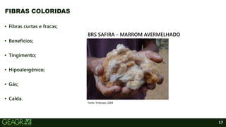 17
• Fibras curtas e fracas;
• Benefícios;
• Tingimento;
• Hipoalergênico;
• Gás;
• Calda.
FIBRAS COLORIDAS
Fonte: Embrapa, 2004
BRS SAFIRA – MARROM AVERMELHADO
 