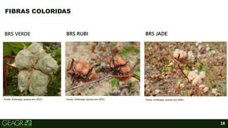 18
BRS VERDE
FIBRAS COLORIDAS
BRS RUBI BRS JADE
Fonte: Embrapa, acesso em 2021. Fonte: Embrapa, acesso em 2021. Fonte: Embrapa, acesso em 2021.
 
