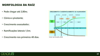 19
• Pode chegar até 2,80m;
• Cônica e pivotante;
• Crescimento avassalador;
• Ramificações laterais 1,5m;
• Crescimento nos primeiros 40 dias.
MORFOLOGIA DA RAÍZ
Fonte: Saul Carvalho, 2018.
 