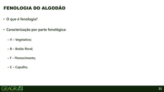 21
• O que é fenologia?
• Caracterização por parte fenológica:
– V – Vegetativo;
– B – Botão floral;
– F - Florescimento;
– C – Capulho.
FENOLOGIA DO ALGODÃO
 