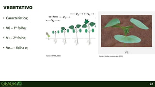 22
• Característica;
• V0 – 1º folha;
• V1 – 2ª folha;
• Vn... – folha n;
VEGETATIVO
Fonte: IAPAR,2004. Fonte: Stoller, acesso em 2021
 