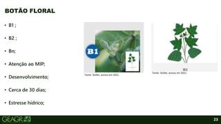 23
• B1 ;
• B2 ;
• Bn;
• Atenção ao MIP;
• Desenvolvimento;
• Cerca de 30 dias;
• Estresse hídrico;
BOTÃO FLORAL
Fonte: Stoller, acesso em 2021.
Fonte: Stoller, acesso em 2021.
 