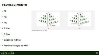 24
• F1;
• F3;
• Fn;
• 3 dias;
• 6 dias;
• Exigência hídrica;
• Máxima atenção ao MIP.
FLORESCIMENTO
Fonte: Stoller, acesso em 2021.
 