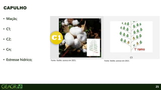 25
• Maçãs;
• C1;
• C2;
• Cn;
• Estresse hídrico;
CAPULHO
Fonte: Stoller, acesso em 2021. Fonte: Stoller, acesso em 2021.
 