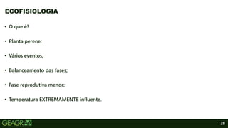 28
• O que é?
• Planta perene;
• Vários eventos;
• Balanceamento das fases;
• Fase reprodutiva menor;
• Temperatura EXTREMAMENTE influente.
ECOFISIOLOGIA
 