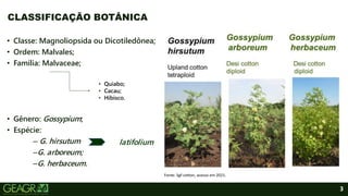 3
• Classe: Magnoliopsida ou Dicotiledônea;
• Ordem: Malvales;
• Família: Malvaceae;
• Gênero: Gossypium;
• Espécie:
– G. hirsutum
–G. arboreum;
–G. herbaceum.
CLASSIFICAÇÃO BOTÂNICA
• Quiabo;
• Cacau;
• Hibisco.
latifolium
Fonte: Sgf-cotton, acesso em 2021.
 