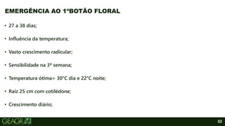 32
• 27 a 38 dias;
• Influência da temperatura;
• Vasto crescimento radicular;
• Sensibilidade na 3ª semana;
• Temperatura ótima= 30°C dia e 22°C noite;
• Raíz 25 cm com cotilédone;
• Crescimento diário;
EMERGÊNCIA AO 1ºBOTÃO FLORAL
 