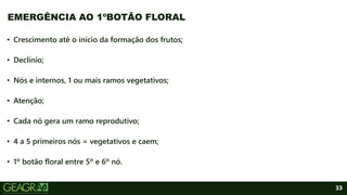 33
• Crescimento até o início da formação dos frutos;
• Declínio;
• Nós e internos, 1 ou mais ramos vegetativos;
• Atenção;
• Cada nó gera um ramo reprodutivo;
• 4 a 5 primeiros nós = vegetativos e caem;
• 1º botão floral entre 5º e 6º nó.
EMERGÊNCIA AO 1ºBOTÃO FLORAL
 