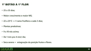 34
• 25 a 35 dias;
• Maior crescimento e maior MS;
• 22 a 25°C =+1 ramo frutífero a cada 3 dias;
• Plantas produtivas;
• 9 a 10 nós acima;
• De 1 mm pra 4 mm/ dia;
• Seca severa = estagnação da posição frutos e flores.
1º BOTÃO À 1ª FLOR
 