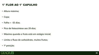 35
• Altura máxima;
• Copa;
• Folha = 65 dias;
• Pico de fotossíntese aos 20 dias;
• Máximo quando o fruto está em estágio inicial;
• Limita o fluxo de carboidrato, muitos frutos;
• 1ª posição;
1° FLOR AO 1° CAPULHO
 