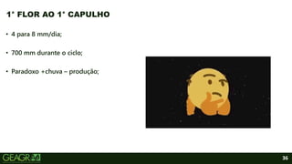 36
• 4 para 8 mm/dia;
• 700 mm durante o ciclo;
• Paradoxo +chuva – produção;
1° FLOR AO 1° CAPULHO
 