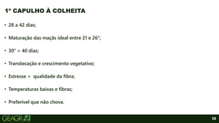 38
• 28 a 42 dias;
• Maturação das maçãs ideal entre 21 e 26°;
• 30° = 40 dias;
• Translocação e crescimento vegetativo;
• Estresse = qualidade da fibra;
• Temperaturas baixas e fibras;
• Preferível que não chova.
1º CAPULHO À COLHEITA
 