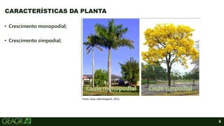 6
• Crescimento monopodial;
• Crescimento simpodial;
CARACTERÍSTICAS DA PLANTA
Fonte: bspv-ufpb.blogspot, 2015.
 