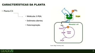 7
• Planta C3:
CARACTERÍSTICAS DA PLANTA
• Moléculas 3-PGA;
• Estômatos abertos;
• Fotorrespiração.
Fonte: Blogs Unicamp, 2012.
 