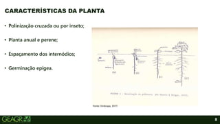8
• Polinização cruzada ou por inseto;
• Planta anual e perene;
• Espaçamento dos internódios;
• Germinação epígea.
CARACTERÍSTICAS DA PLANTA
Fonte: Embrapa, 1977.
 