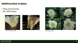 9
• Flores Actinomorfas;
• 90 a 100 estames.
MORFOLOGIA FLORAL
Fonte: Saul Carvalho, 2018. Fonte: Elevagro, 2017.
 