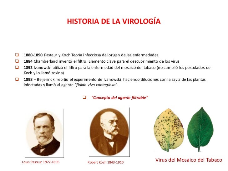 Morfologia Estructura Viral