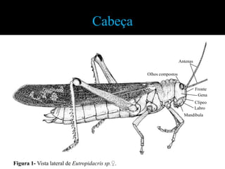 Cabeça

                                                                   Antenas

                                                 Olhos compostos


                                                                             Fronte
                                                                              Gena
                                                                             Clípeo
                                                                             Labro
                                                                     Mandíbula




Figura 1- Vista lateral de Eutropidacris sp.♀.
 
