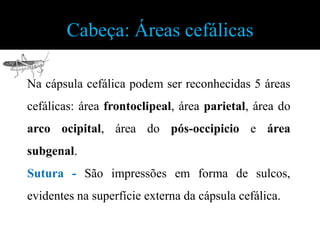 Cabeça: Áreas cefálicas

Na cápsula cefálica podem ser reconhecidas 5 áreas
cefálicas: área frontoclipeal, área parietal, área do
arco ocipital, área do pós-occipicio e área
subgenal.
Sutura - São impressões em forma de sulcos,
evidentes na superfície externa da cápsula cefálica.
 
