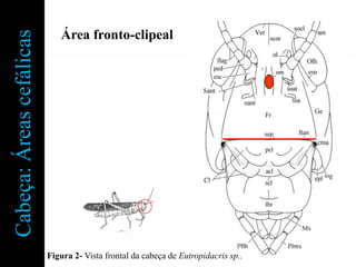 Cabeça: Áreas cefálicas      Área fronto-clipeal




                          Figura 2- Vista frontal da cabeça de Eutropidacris sp..
 
