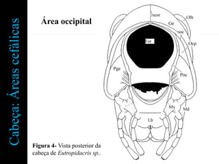 Cabeça: Áreas cefálicas      Área occipital




                          Figura 4- Vista posterior da
                          cabeça de Eutropidacris sp..
 