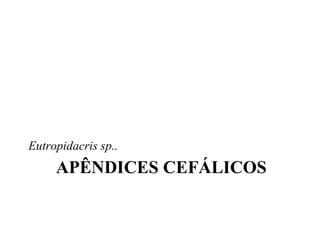Eutropidacris sp..
     APÊNDICES CEFÁLICOS
 