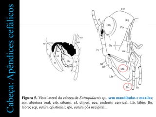 Cabeça: Apêndices cefálicos




                              Figura 5- Vista lateral da cabeça de Eutropidacris sp.. sem mandíbulas e maxilas;
                              aor, abertura oral; cib, cibário; cl, clípeo; ece, esclerito cervical; Lb, lábio; lbr,
                              labro; sep, sutura epistomal; spo, sutura pós occipital;.
 