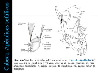 Cabeça: Apêndices cefálicos




                              Figura 6- Vista lateral da cabeça de Eutropidacris sp.. 1 par de mandíbulas: (a)
                              vista anterior da mandíbula e (b) vista posterior da mesma estrutura. ap. mus.,
                              apódemas musculares; ri, região incisora da mandíbula; rm, região molar da
                              mandíbula.
 