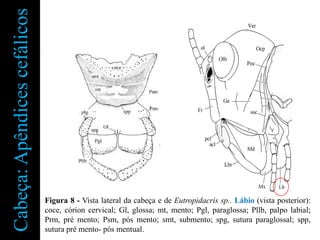 Cabeça: Apêndices cefálicos




                              Figura 8 - Vista lateral da cabeça e de Eutropidacris sp.. Lábio (vista posterior):
                              coce, córion cervical; Gl, glossa; mt, mento; Pgl, paraglossa; Pllb, palpo labial;
                              Prm, pré mento; Psm, pós mento; smt, submento; spg, sutura paraglossal; spp,
                              sutura pré mento- pós mentual.
 