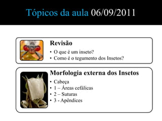 Tópicos da aula 06/09/2011

     Revisão
     • O que é um inseto?
     • Como é o tegumento dos Insetos?

     Morfologia externa dos Insetos
     •   Cabeça
     •   1 – Áreas cefálicas
     •   2 – Suturas
     •   3 - Apêndices
 