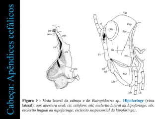 Cabeça: Apêndices cefálicos




                              Figura 9 - Vista lateral da cabeça e de Eutropidacris sp.. Hipofaringe (vista
                              lateral): aor, abertura oral; cit, citóforo; ehl, esclerito lateral da hipofaringe; eln,
                              esclerito lingual da hipofaringe; esclerito suspensorial da hipofaringe;.
 