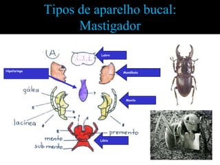 Tipos de aparelho bucal:
                        Mastigador
              Mastigador (gafanhoto)
                               Labro




Hipofaringe                            Mandíbula




                                        Maxila




                               Lábio
 