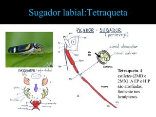 Sugador labial:Tetraqueta


               Mx
               Md




                     Estiletes

                                 Tetraqueta. 4
                                 estiletes (2MD e
                                 2MX). A EP e HIP
                    Rostro       são atrofiadas.
                                 Somente nos
                                 hemípteros.
 