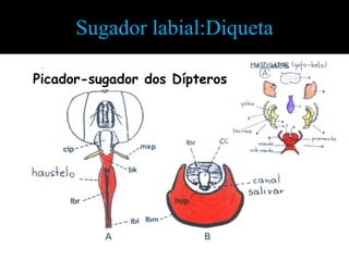 •Diqueta. 2 estiletes (Diptera). Nas moscas-dos-estabulos, os estiletes são representados pela fusão do LS com a E


                       Sugador labial:Diqueta

         Picador-sugador dos Dípteros Superiores
 