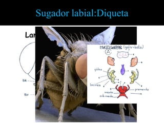 •Diqueta. 2 estiletes (Diptera). Nas moscas-dos-estabulos, os estiletes são representados pela fusão do LS com a E


                       Sugador labial:Diqueta

                Lambedor da Mosca Doméstica
 