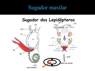 Sugador maxilar

Sugador dos Lepidópteros




                    Gáleas das maxilas


  Canal alimentar
 