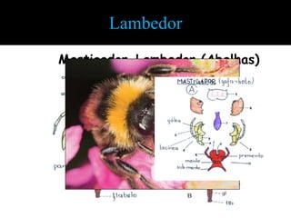 Lambedor
Mastigador-Lambedor (Abelhas)
 