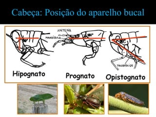 Cabeça: Posição do aparelho bucal




Hipognato    Prognato   Opistognato
 