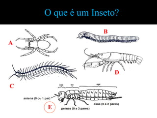 O que é um Inseto?
                  B
A



                      D

C


    E
 