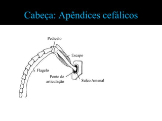 Cabeça: Apêndices cefálicos

        Pedicelo



                     Escapo


  Flagelo
         Ponto de
       articulação        Sulco Antenal
 