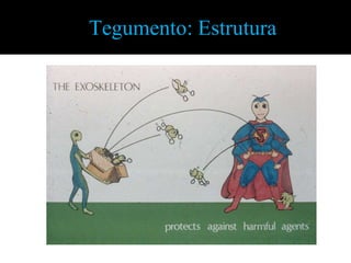 Tegumento: Estrutura
 