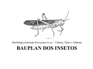 Morfologia externade Eutropidacris sp. – Cabeça, Tórax e Abdome

    BAUPLAN DOS INSETOS
 