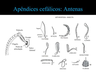 Apêndices cefálicos: AntenasPediceloEscapoFlageloPonto de articulaçãoSulco Antenal