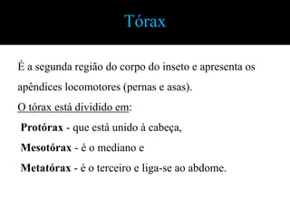 TóraxÉ a segunda região do corpo do inseto e apresenta os apêndices locomotores (pernas e asas).O tórax está dividido em:Protórax - que está unido à cabeça,Mesotórax - é o mediano e Metatórax - é o terceiro e liga-se ao abdome.