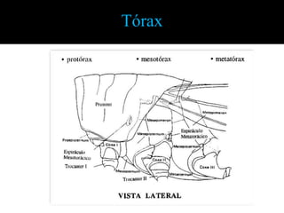 Tórax