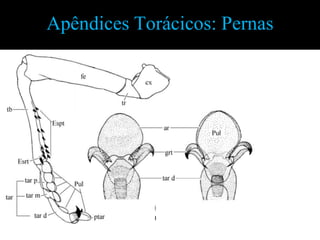 Apêndices Torácicos: Pernas