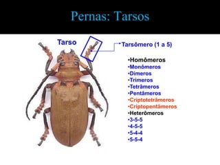 Pernas: TarsosTarsoTarsômero (1 a 5)Homômeros