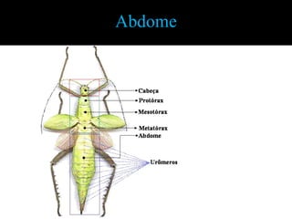 Apêndices Torácicos: AsashemiélitroAsa anteriorbalancimAsa membranosaélitroAsa membranosa