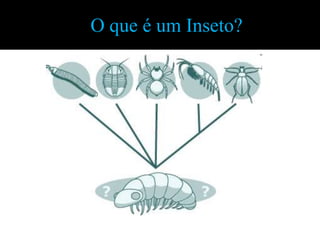 O que é um Inseto?